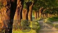 成人性视频12免费-成人性视频12免费，网络世界的灰色地带与道德边界